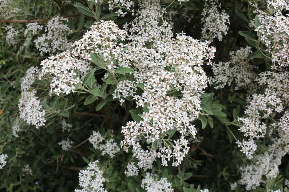 daisy bush 'Waikariensis'