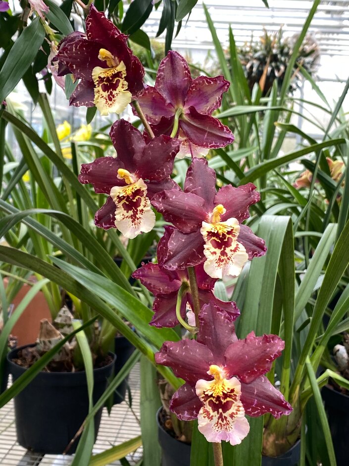 <i>Oncidium</i> Bardot gx