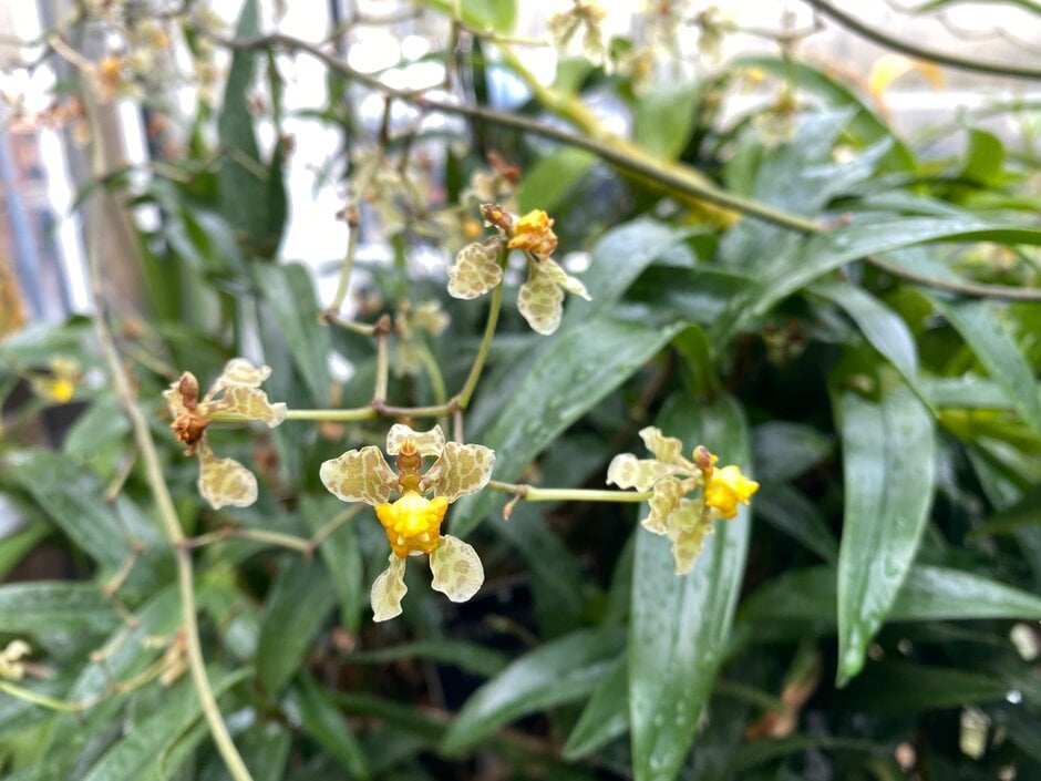 <i>Oncidium</i> <i>altissimum</i>