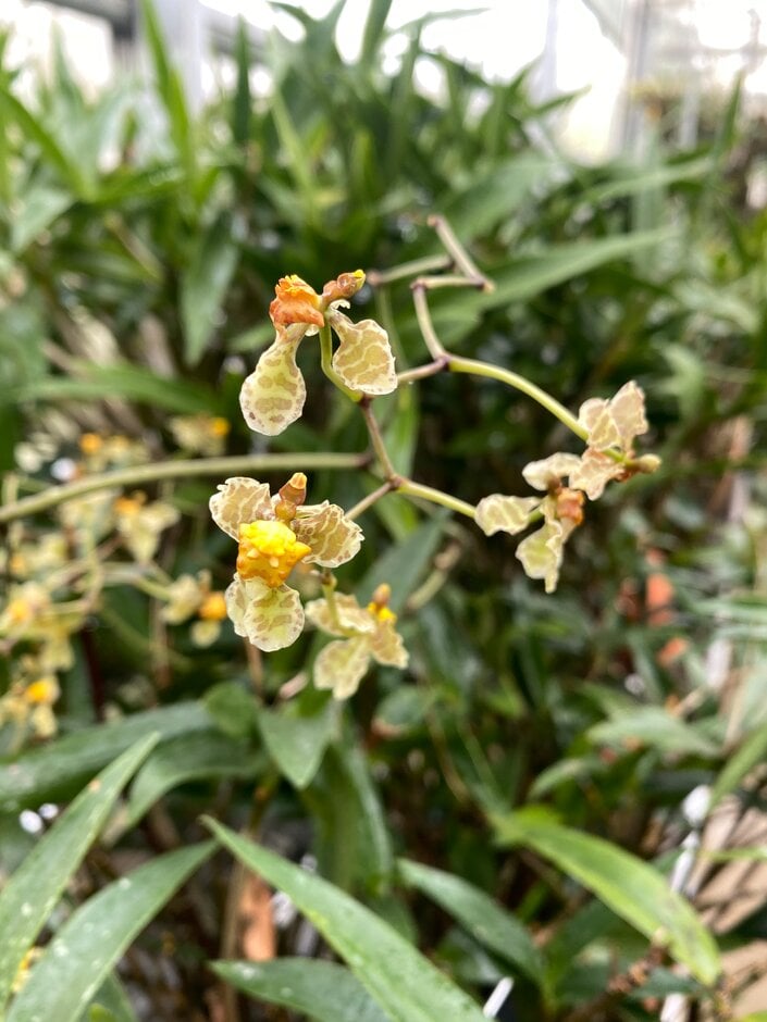 <i>Oncidium</i> <i>altissimum</i>