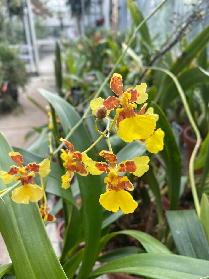 dancing doll orchid