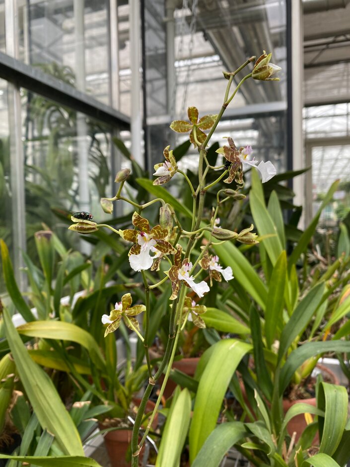 <i>Oncidium</i> <i>leucochilum</i>