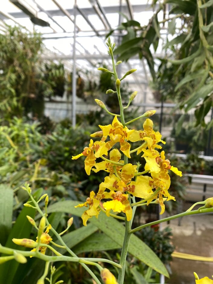 <i>Oncidium</i> <i>polyadenium</i>