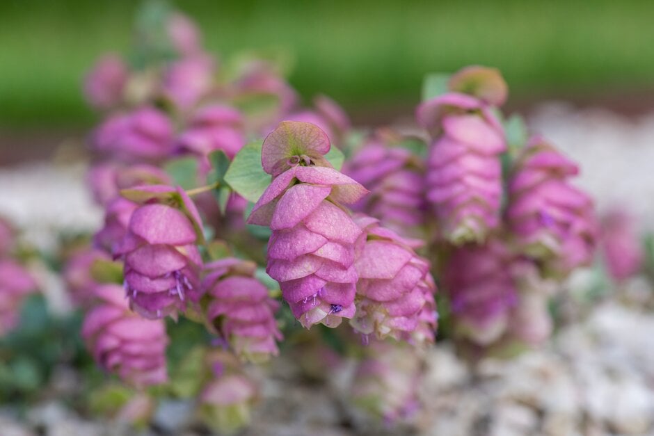 oregano 'Kent Beauty'
