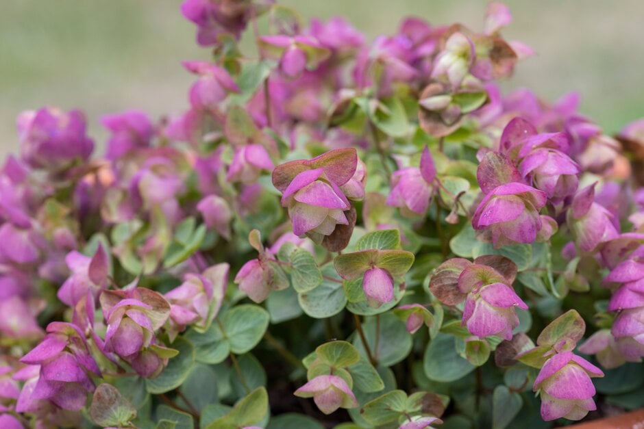 <em>Origanum</em> 'Kirigami'
