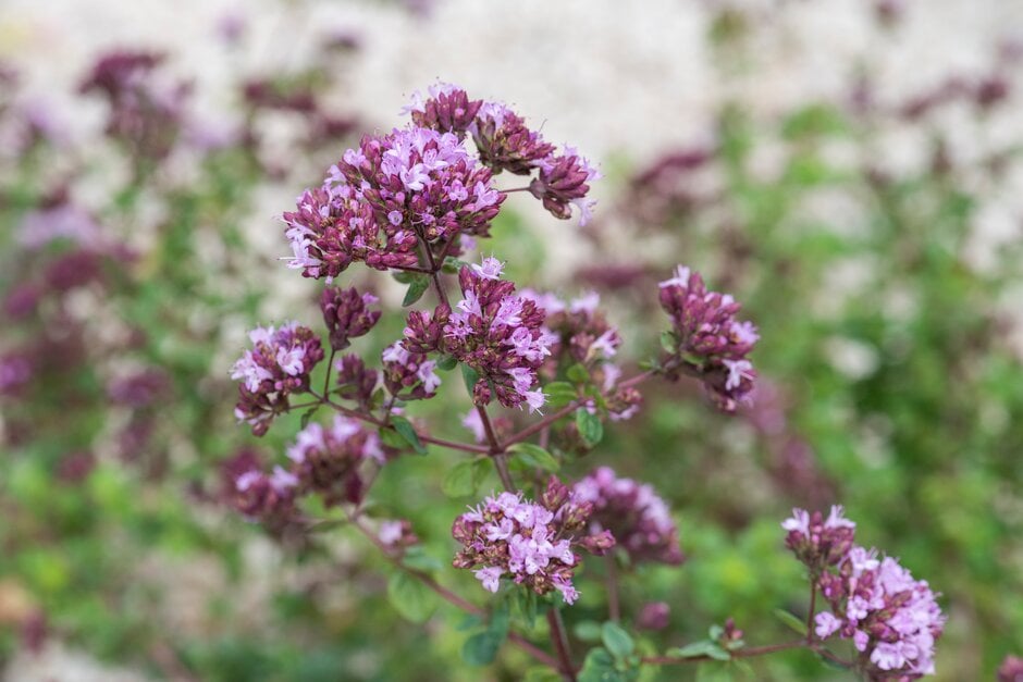 oregano 'Rosenkuppel'