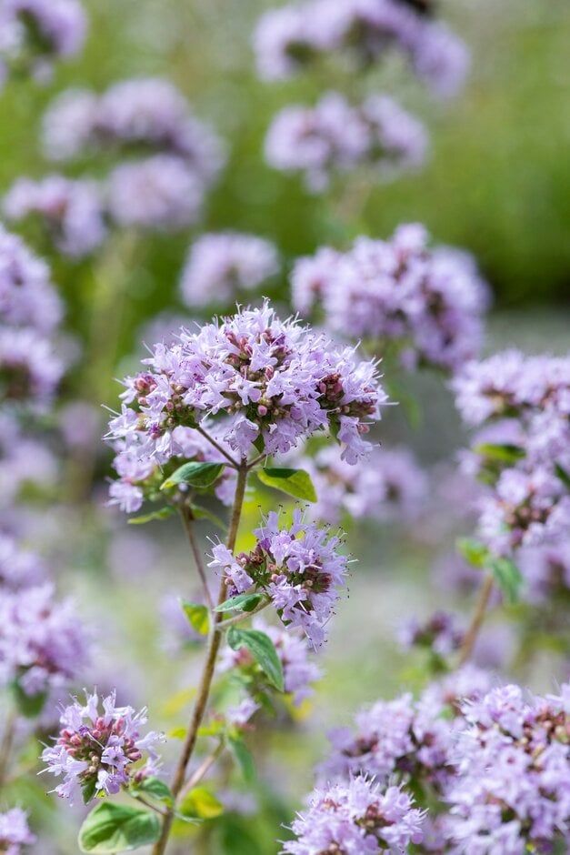 oregano 'Pink Mist'