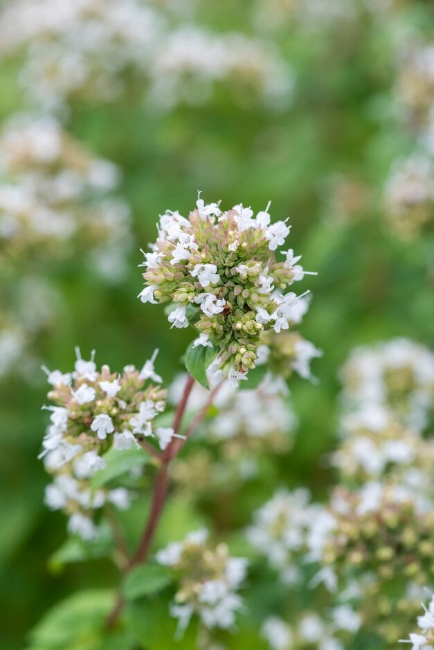 oregano 'White Charm'