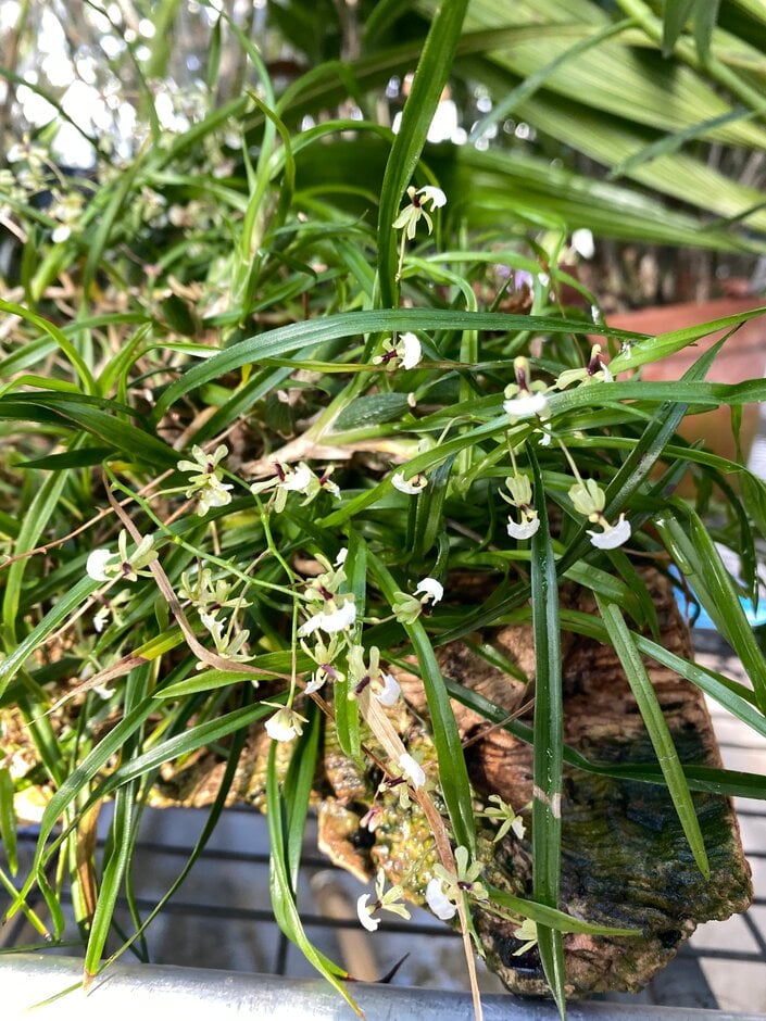 <i>Gomesa</i> <i>radicans</i>