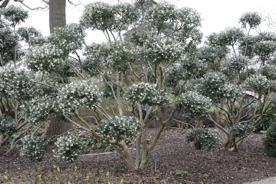 Burkwood osmanthus