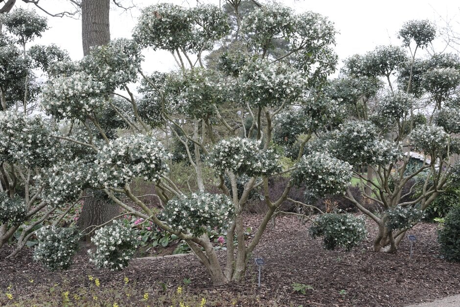 Burkwood osmanthus