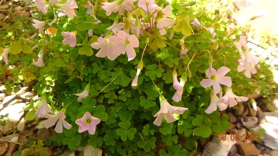 garden pink sorrel