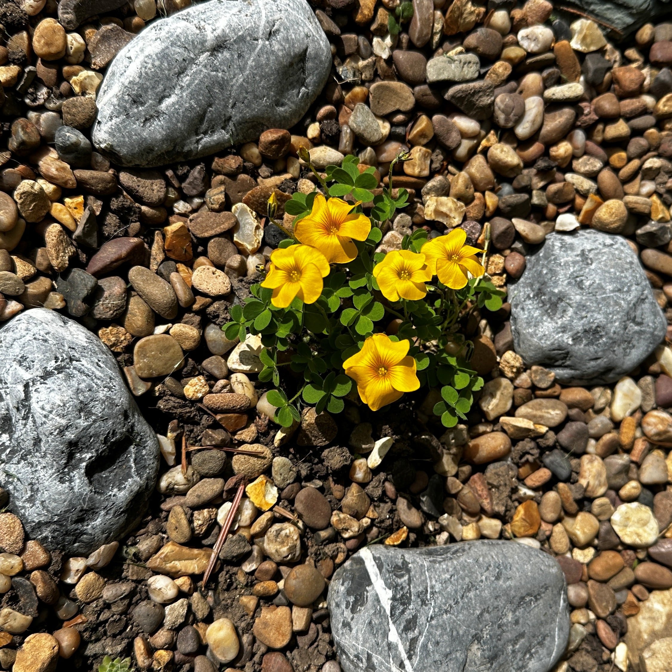 Chilean wood sorrel