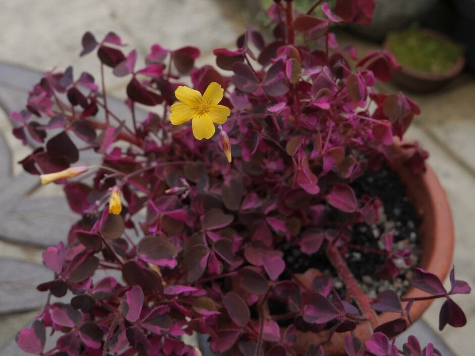 sorrel 'Plum Crazy'
