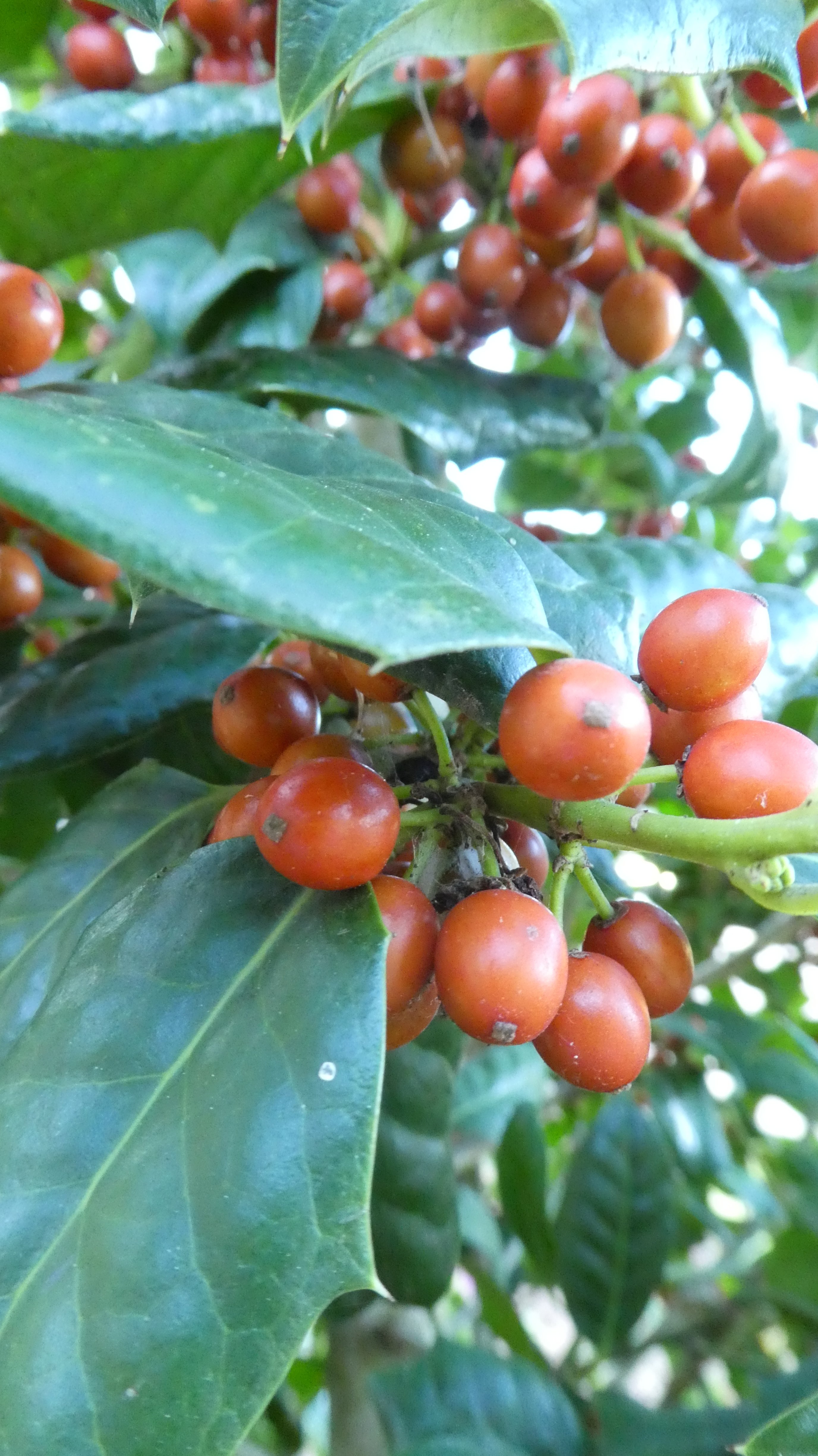 holly 'Nellie R. Stevens'