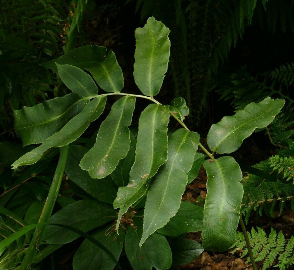 Dryopteris sieboldii