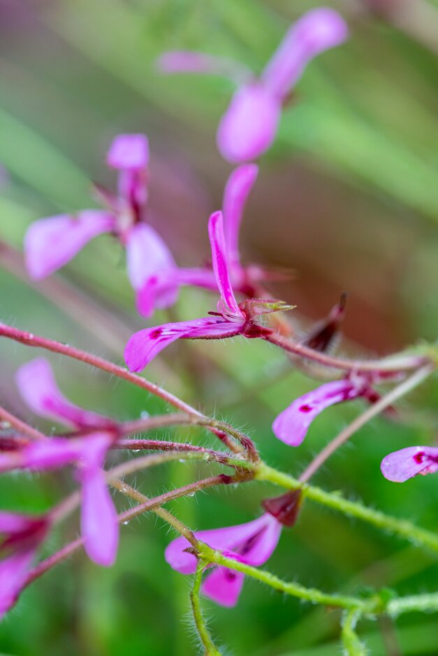 celery-scented geranium