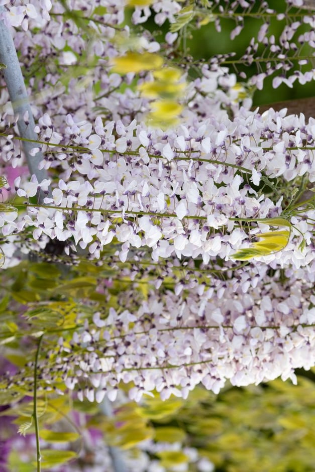 Japanese wisteria 'Kimono'