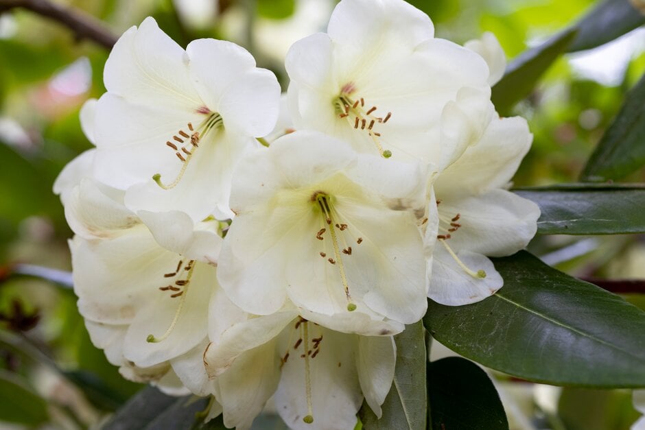 <i>Rhododendron</i> 'Jancio'