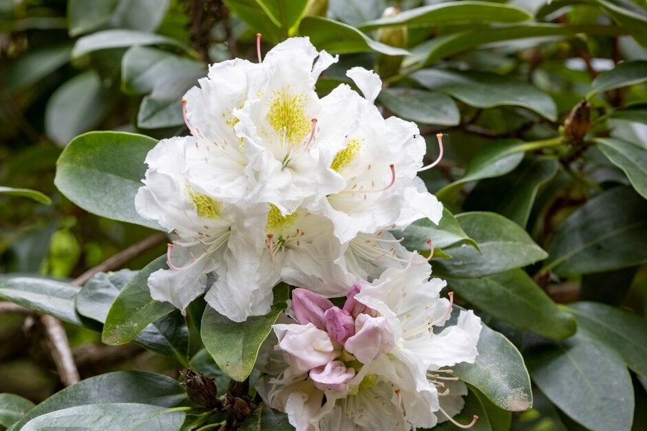 rhododendron 'The Bride'