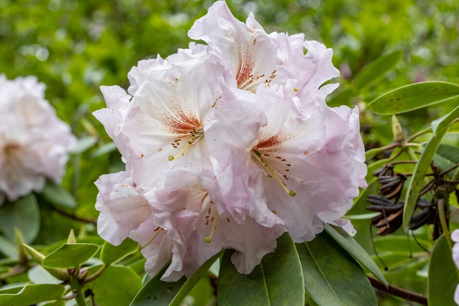 <i>Rhododendron</i> 'Molly Buckley'