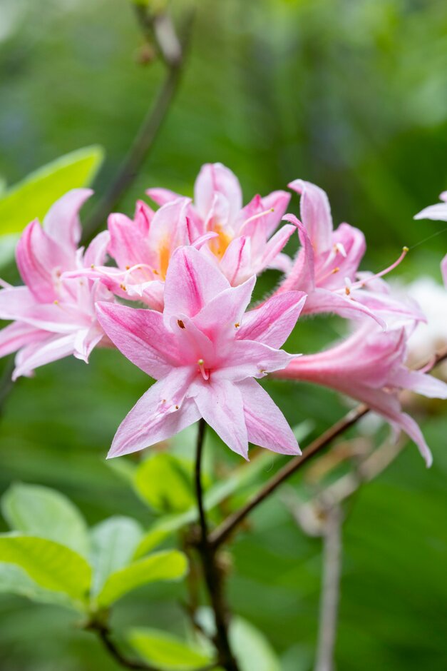 rhododendron 'Ben Lomond'