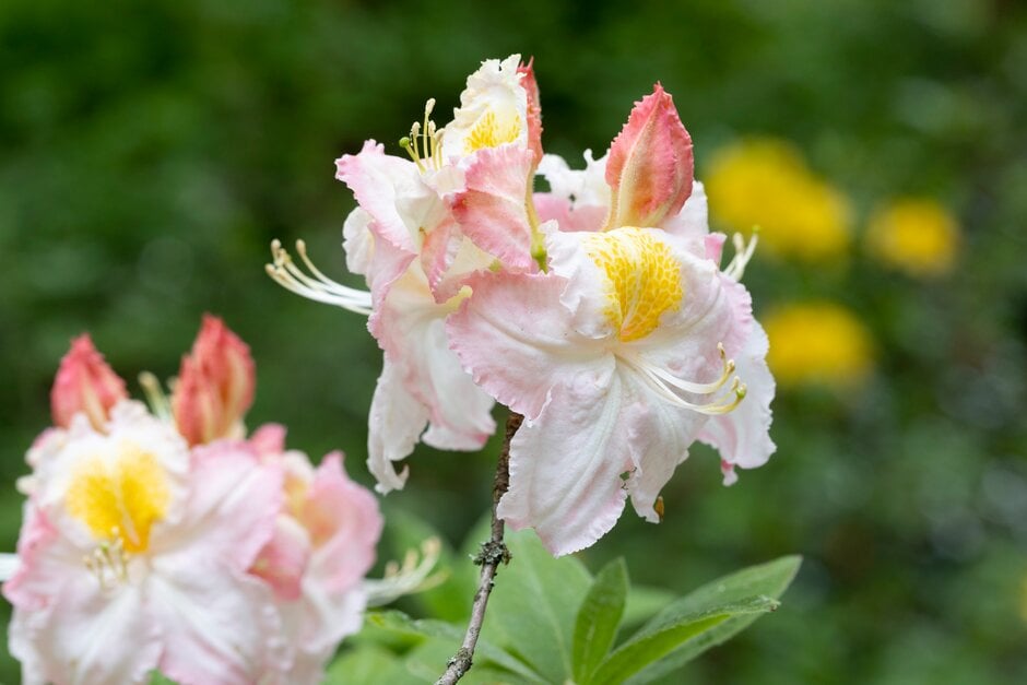 <i>Rhododendron</i> 'Dorothy Clive'