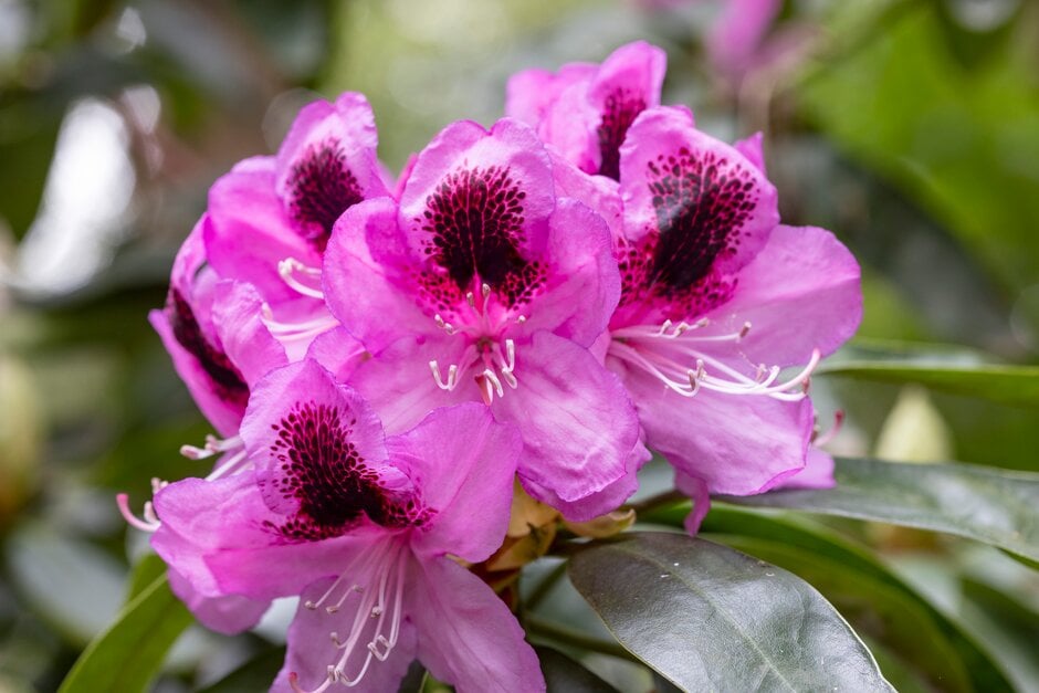 <i>Rhododendron</i> 'Marie Stuart'