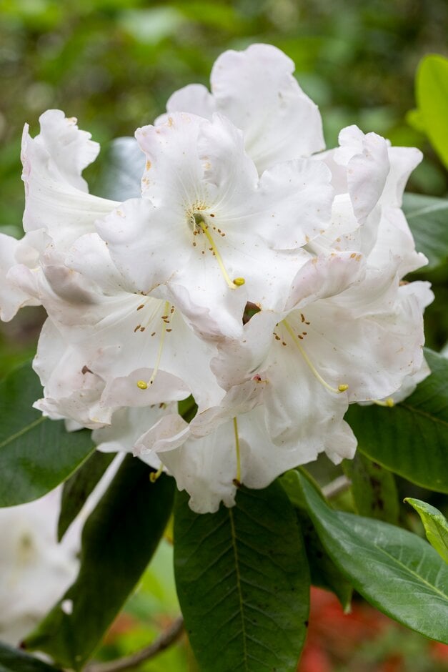 rhododendron 'Faggetter's Favourite'