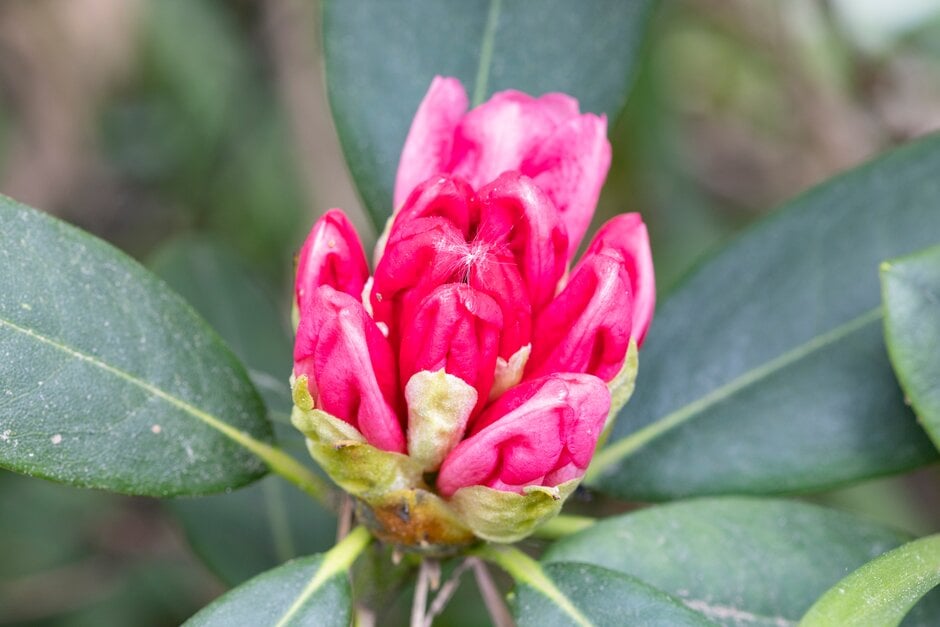 rhododendron 'Stanley Rivlin'
