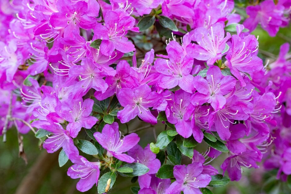 <i>Rhododendron</i> 'Pink Adamantine' (EA)