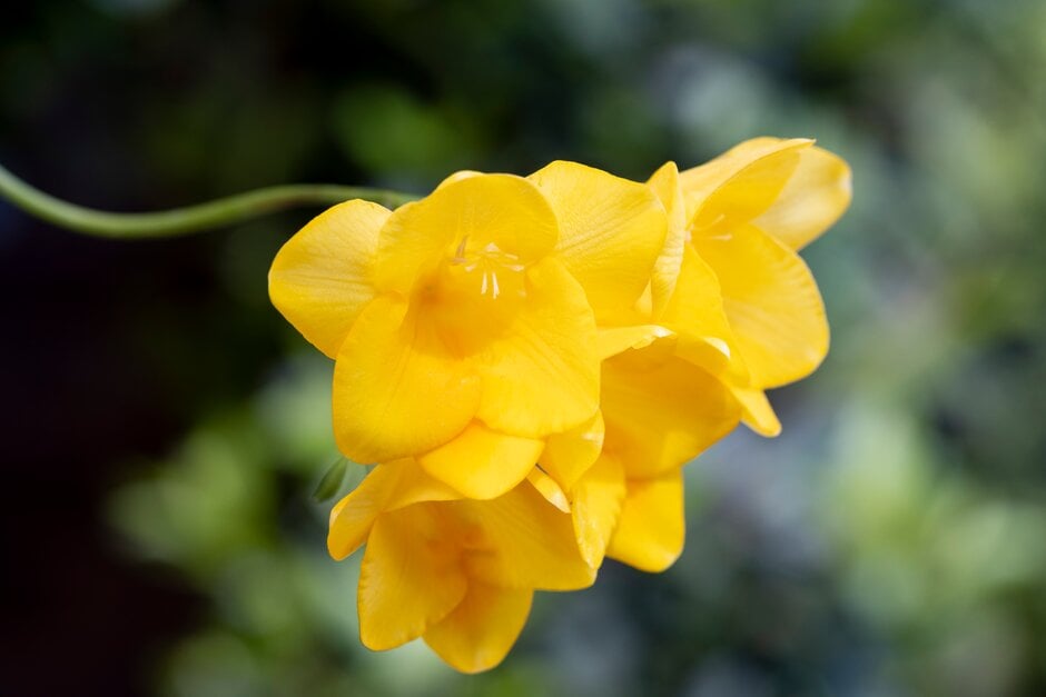 freesia 'Gold River'