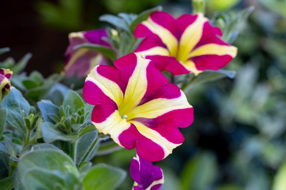 petunia [Amore Queen of Hearts]