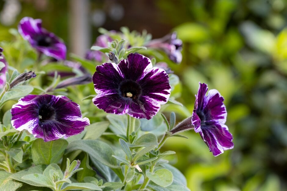 petunia [Miss Marvelous]
