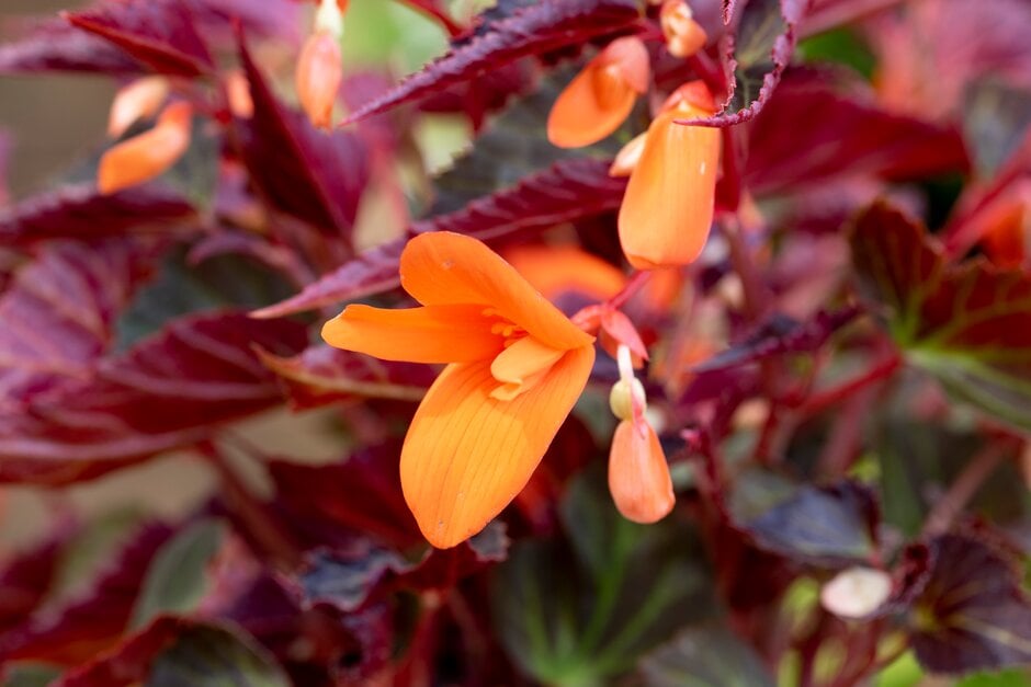 <i>Begonia</i> [<span style="font-variant: small-caps;">Summerwings Ebony and Orange</span>] ('Inbegebo16') (Summerwings Series)