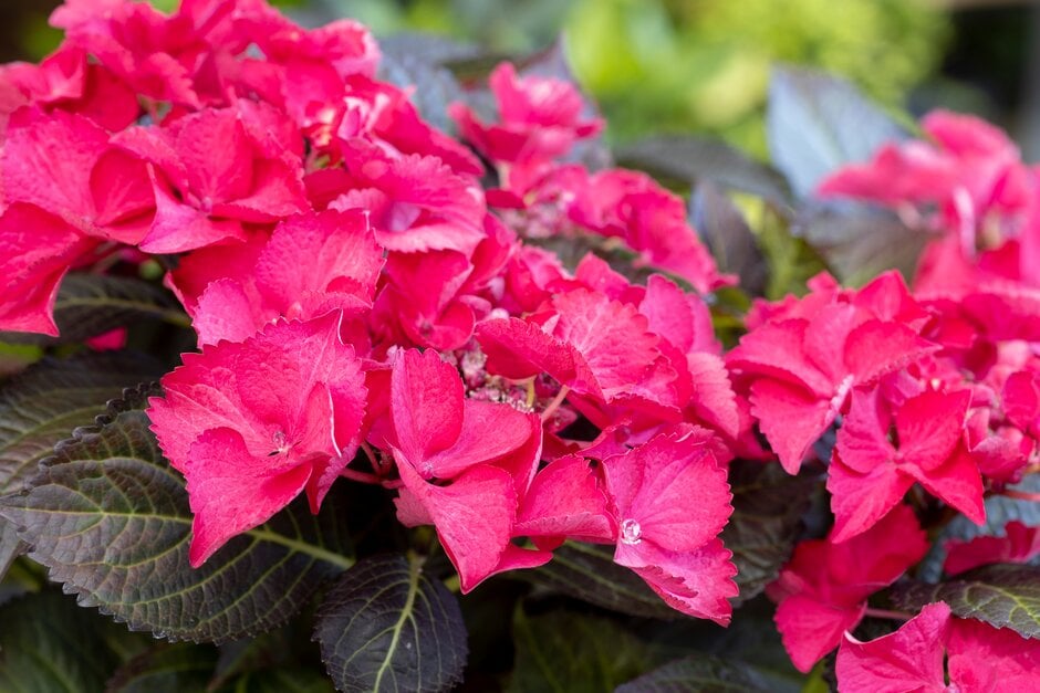 hydrangea 'Red Angel'