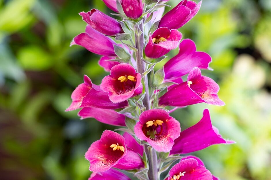 foxglove [Foxlight Plum Gold]