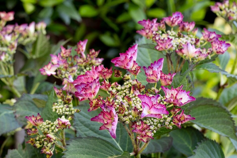 hydrangea 'French Cancan'
