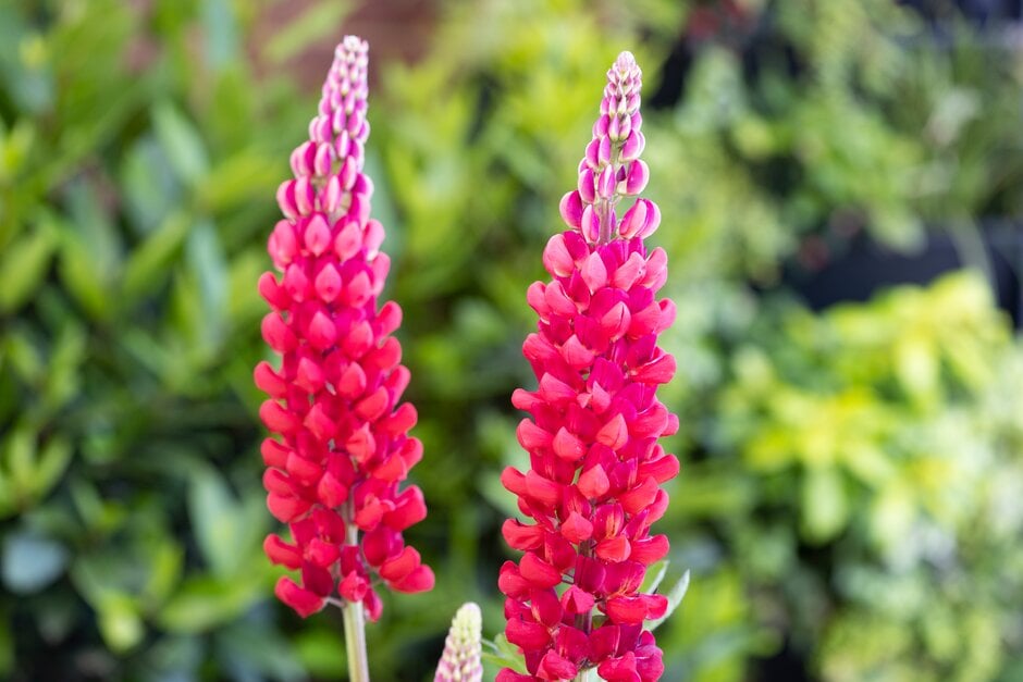 lupin 'Bishop's Tipple'