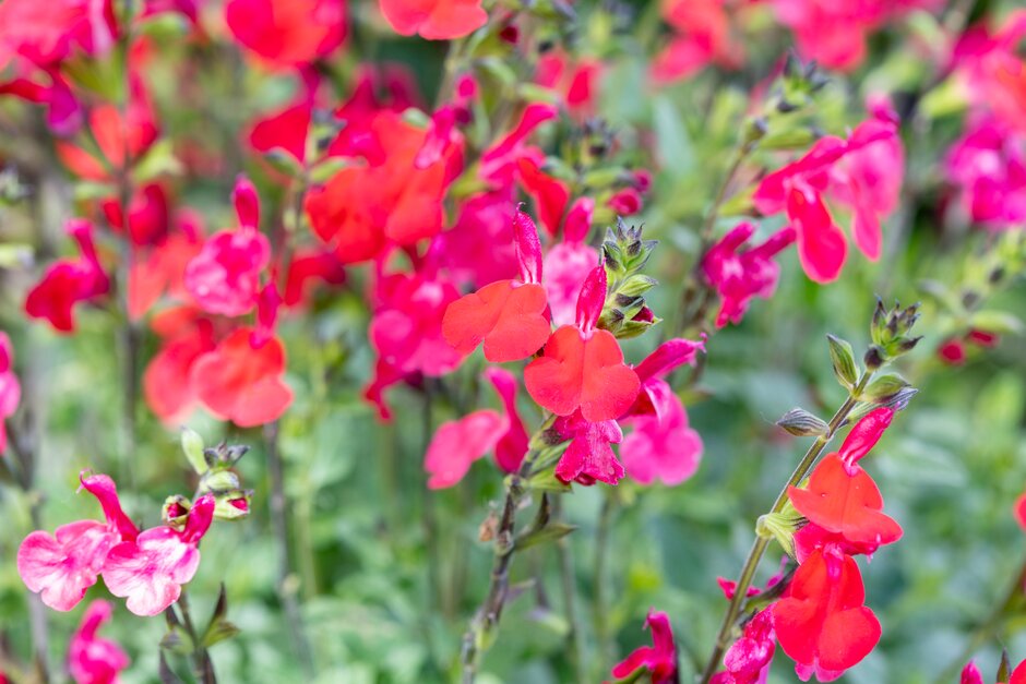 sage 'Hot Lips'