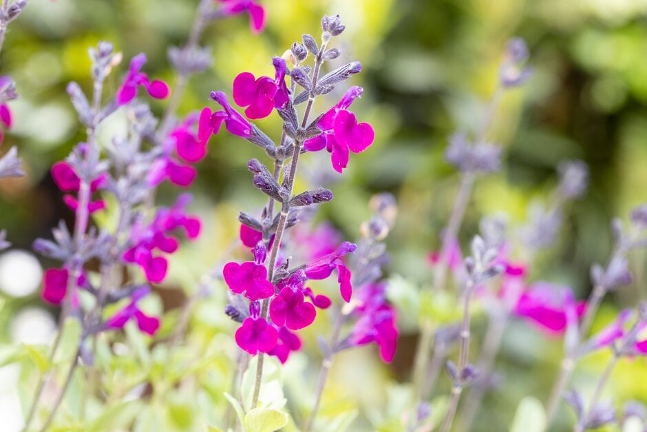 sage [Violette de Loire]