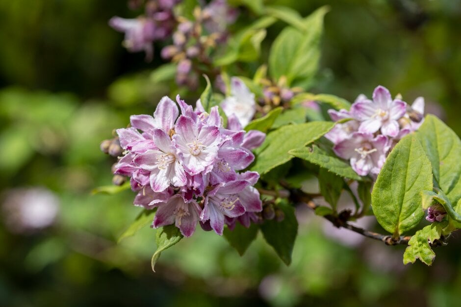 deutzia [Raspberry Sundae]