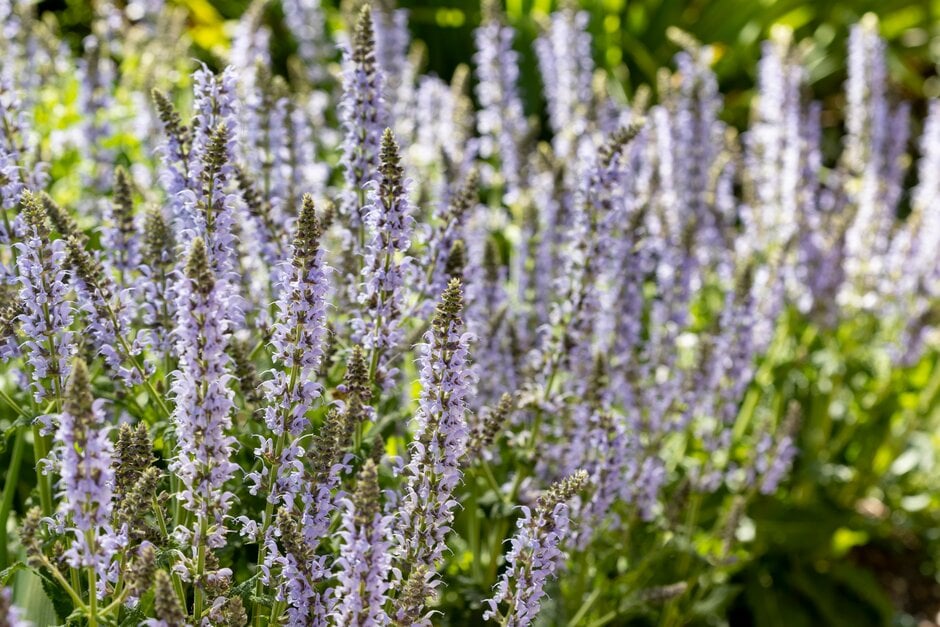 wood sage 'Crystal Blue'