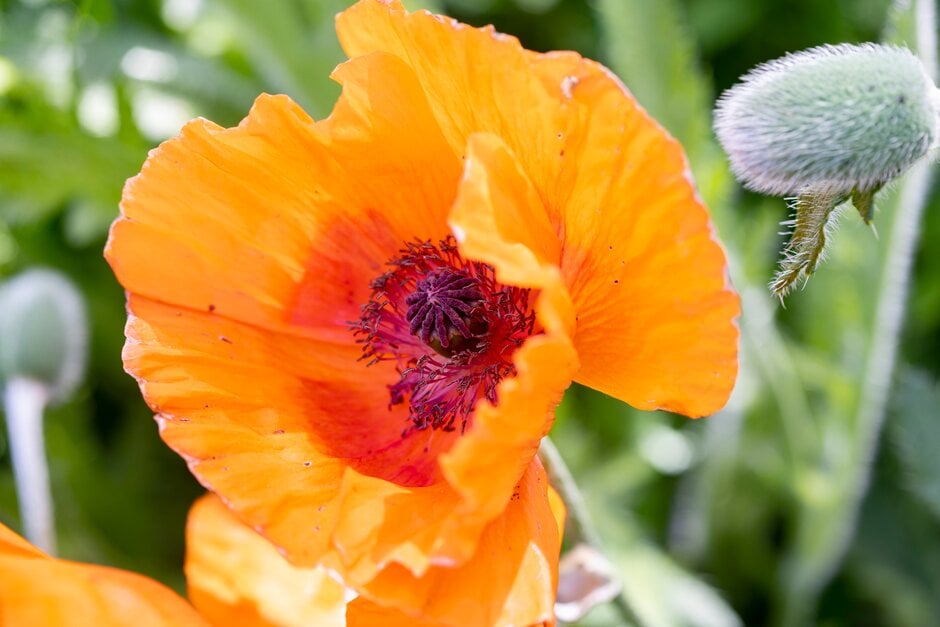oriental poppy 'Harvest Moon'
