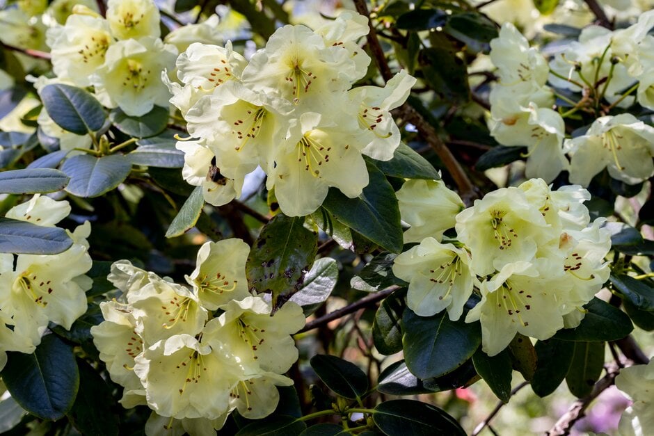 <i>Rhododendron</i> 'Moonshine'