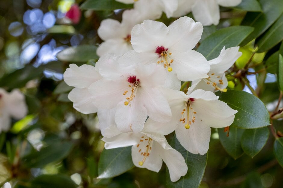 <i>Rhododendron</i> 'Queens Wood'
