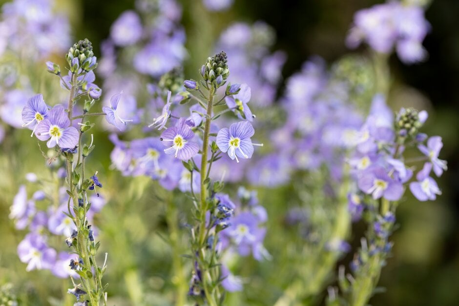 gentian speedwell 'Mountain Breeze'
