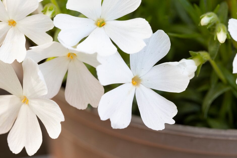 moss phlox [Fabulous White]