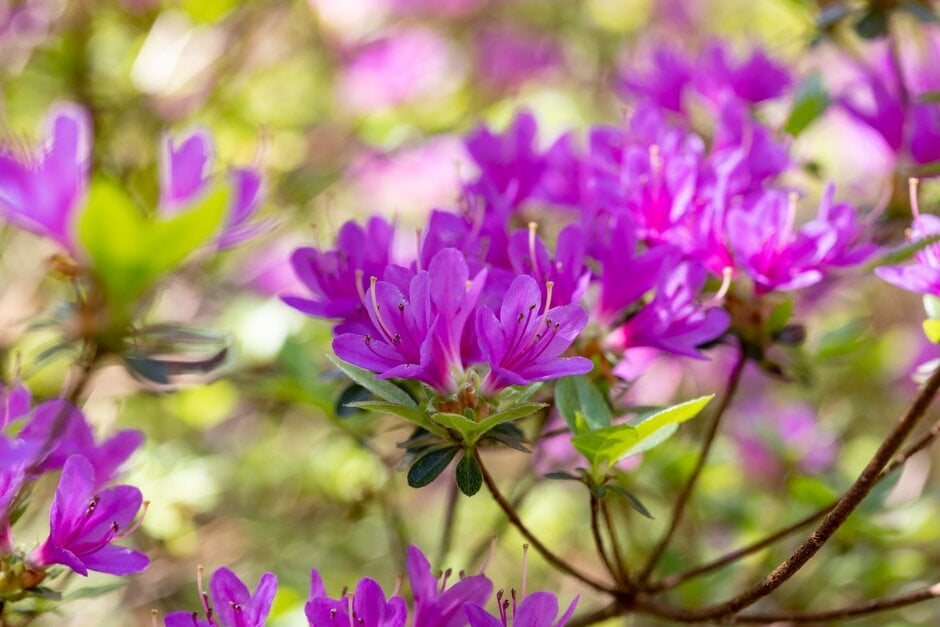 rhododendron 'Kiritsubo'