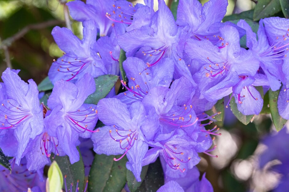 Rhododendron &Saint Tudy& | rhododendron &Saint Tudy& Shrubs/RHS